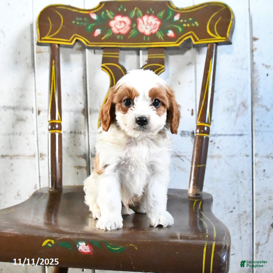 Cavapoo dogs for sale: Rex - Ad 3