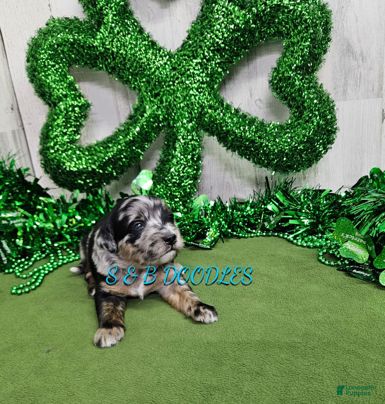 Mini Bernedoodle dogs F1b Kelsey - Ad 21