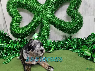 Mini Bernedoodle dogs F1b Kelsey - Ad 21