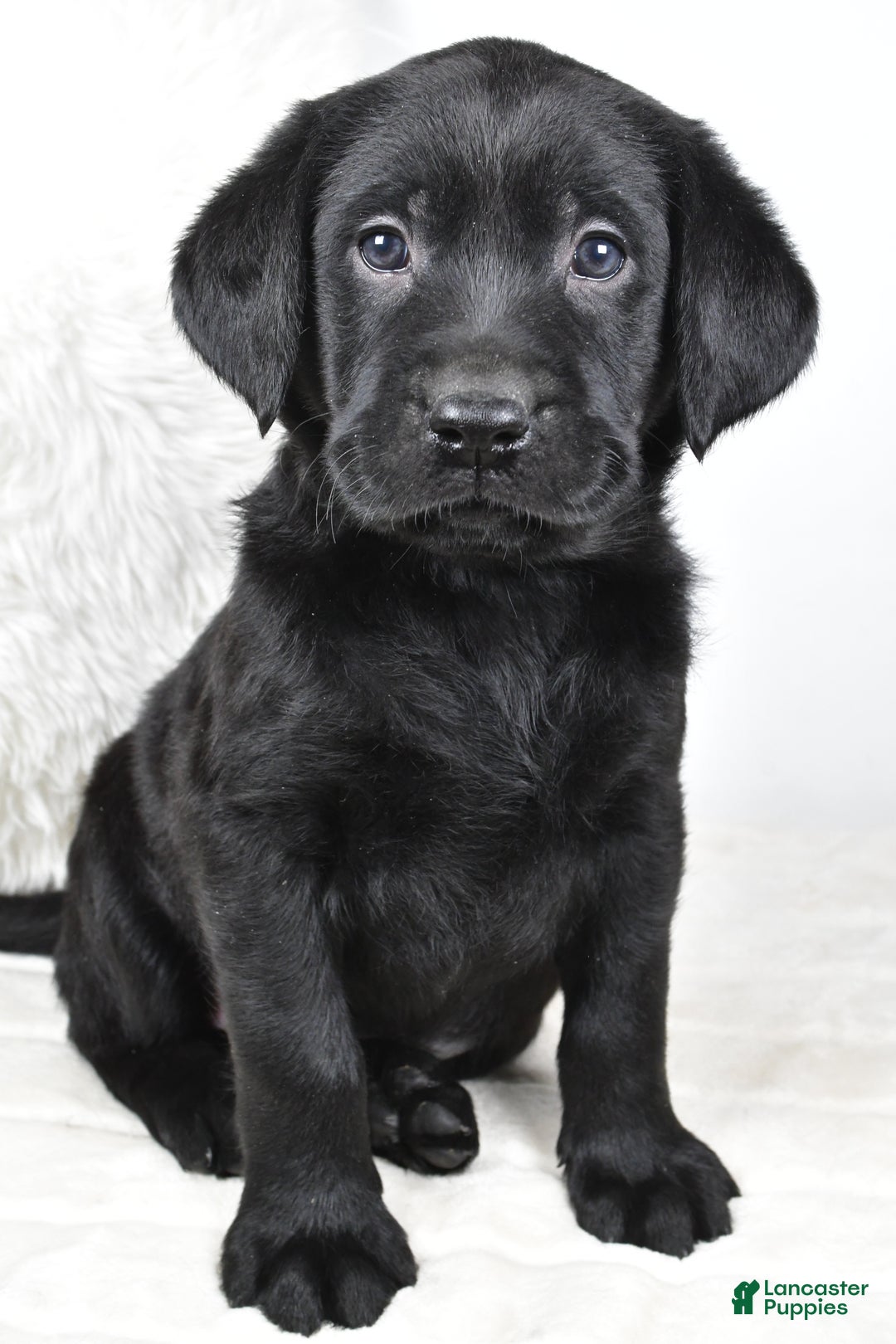Labrador Retriever dogs for sale: Luna - Ad 2