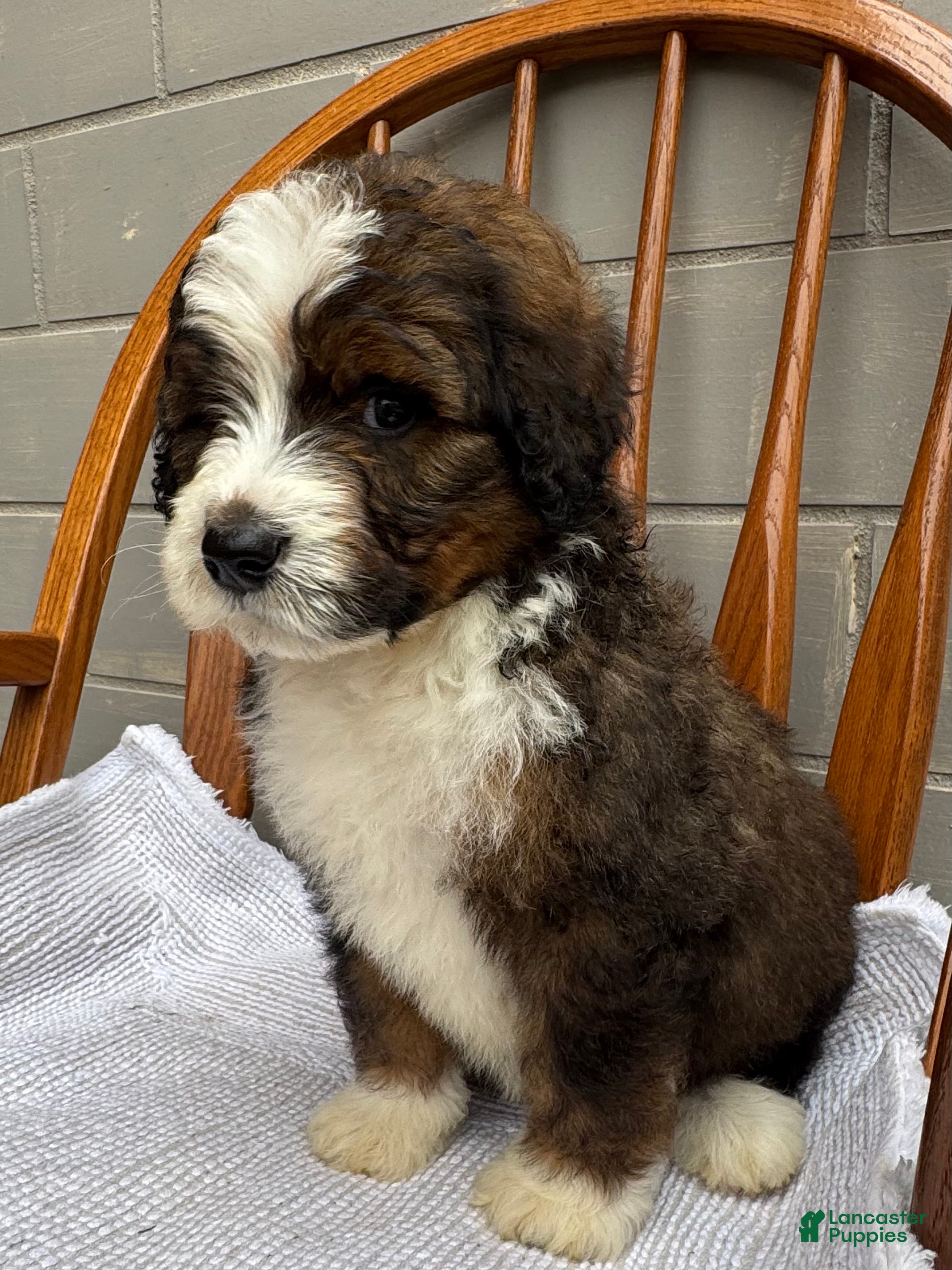 Bernedoodle dogs Bear - Ad 2