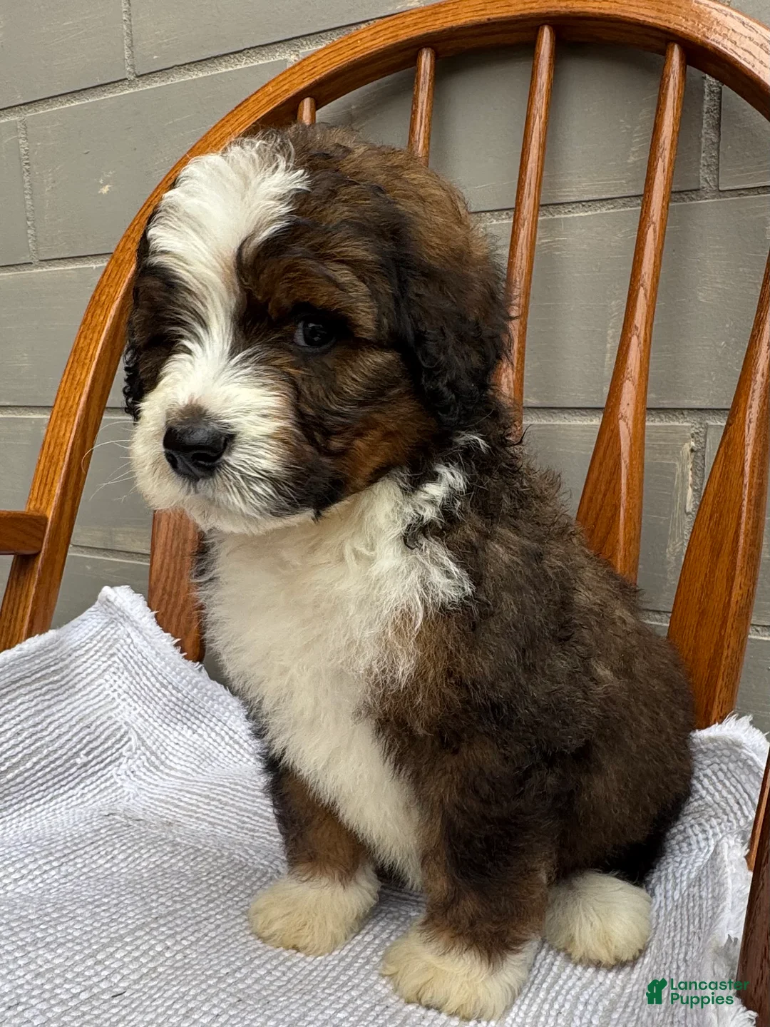 Bernedoodle dogs for sale: Bear - Ad 2