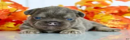 French Bulldog dogs for sale: Marcy Female AKC Fluffy French Bulldog - Ad 2