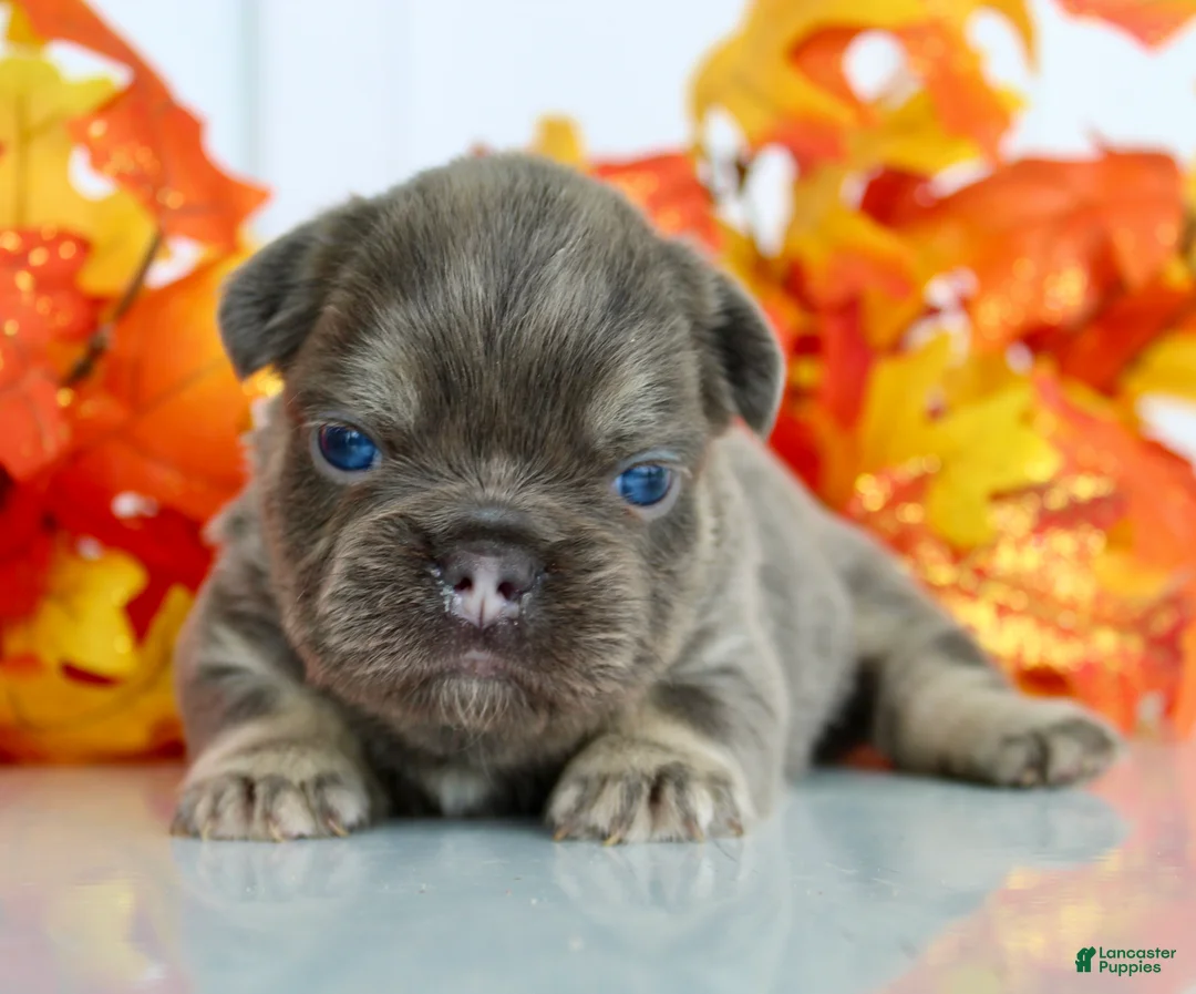 French Bulldog dogs for sale: Marcy Female AKC Fluffy French Bulldog - Ad 2