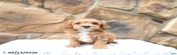 Cavapoo dogs for sale: Meadow - Ad 4