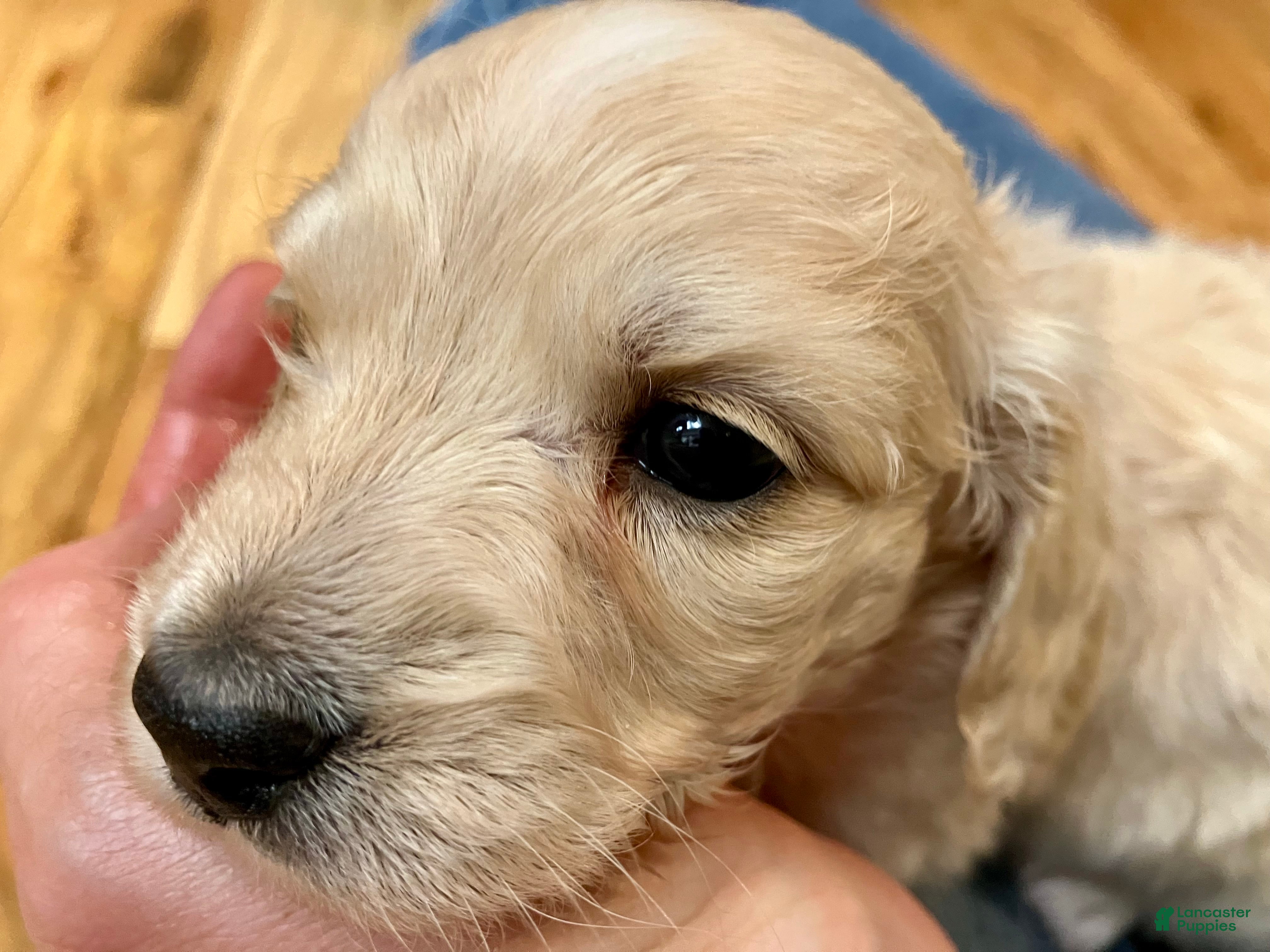 Miniature Dachshund dogs BABY KIWI OF SAINT CLOVERVILLE - Ad 1