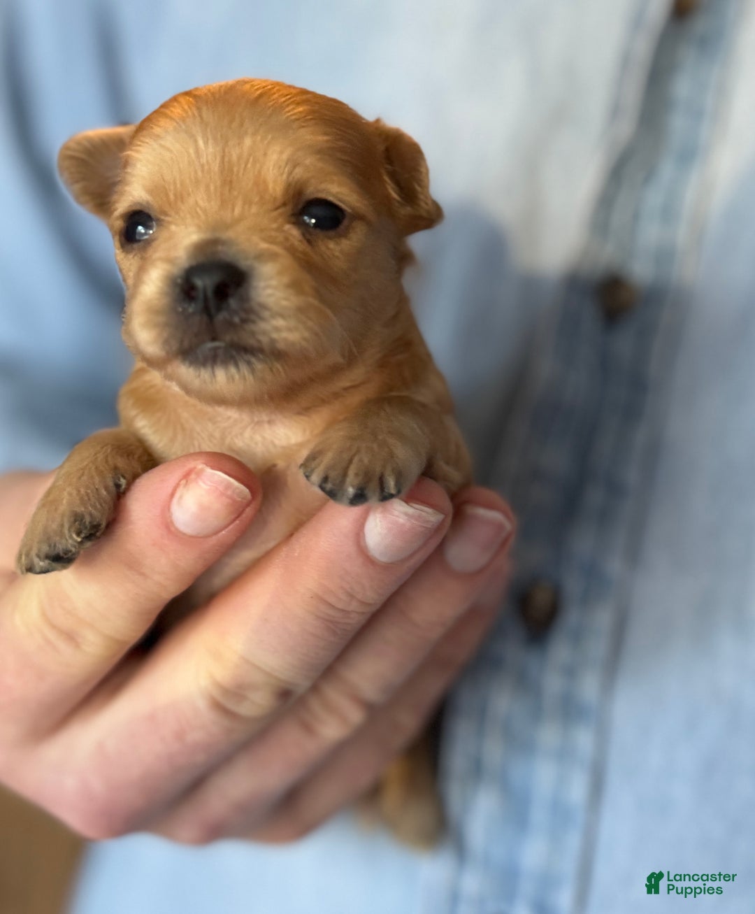 Chihuahua dogs for sale: Red gold  - Ad 3