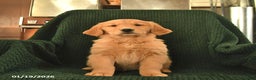 Golden Retriever dogs for sale: Rosemary  - Ad 2