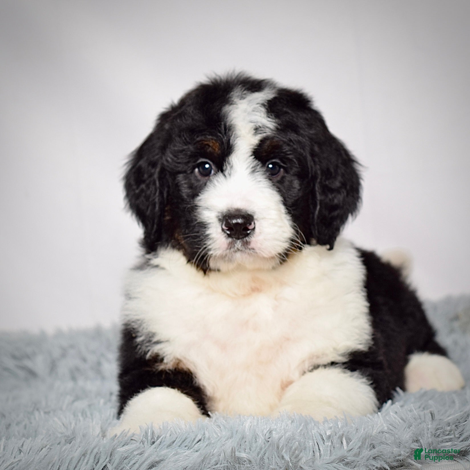 Bernedoodle dogs Mr. Monty - Ad 10
