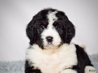 Bernedoodle dogs Mr. Monty - Ad 14