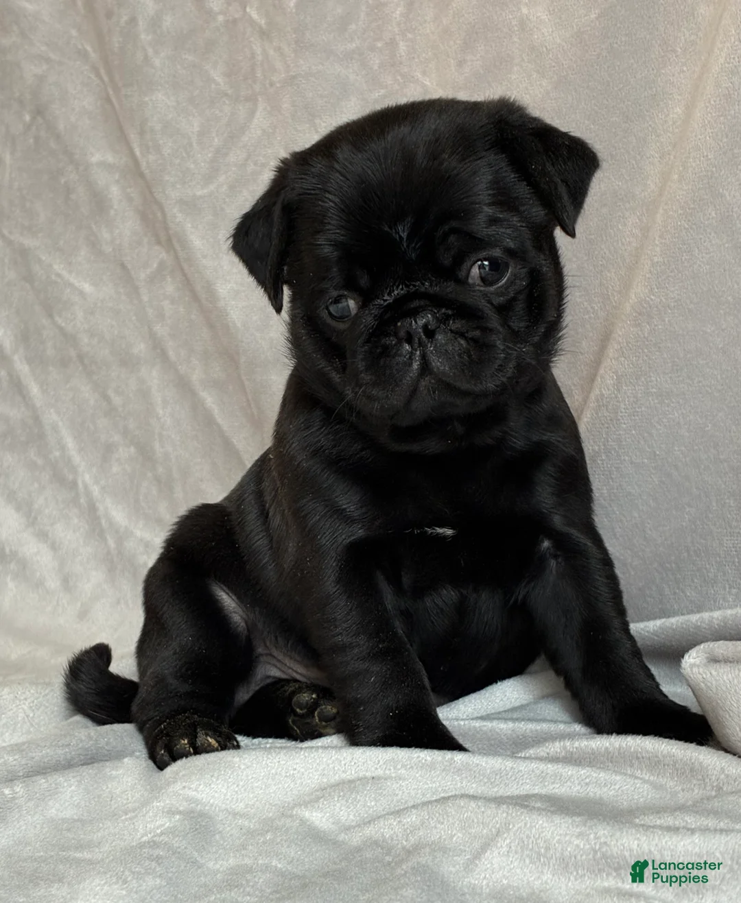 Pug dogs for sale: Hunter - Ad 1