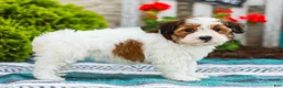Havapoo dogs for sale: Wanda (Raised in Home, Crate Trained, & Potty Training!) - Ad 7