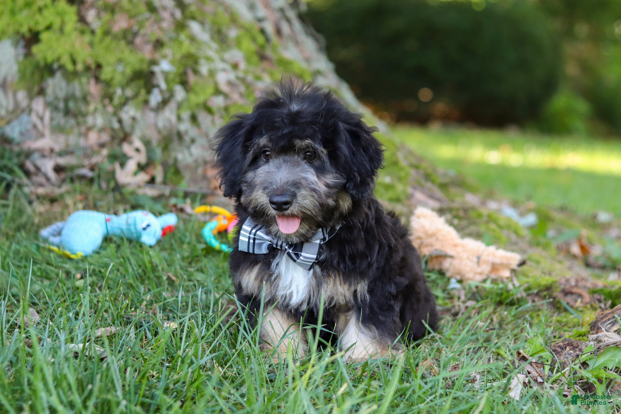 Mini Aussiedoodle dogs Austin - Ad 2