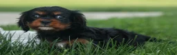 Cavalier King Charles Spaniel dogs for sale: Kona 💛🐾 - Ad 14