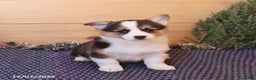 Welsh Corgi Pembroke dogs for sale: Handsome - Ad 5
