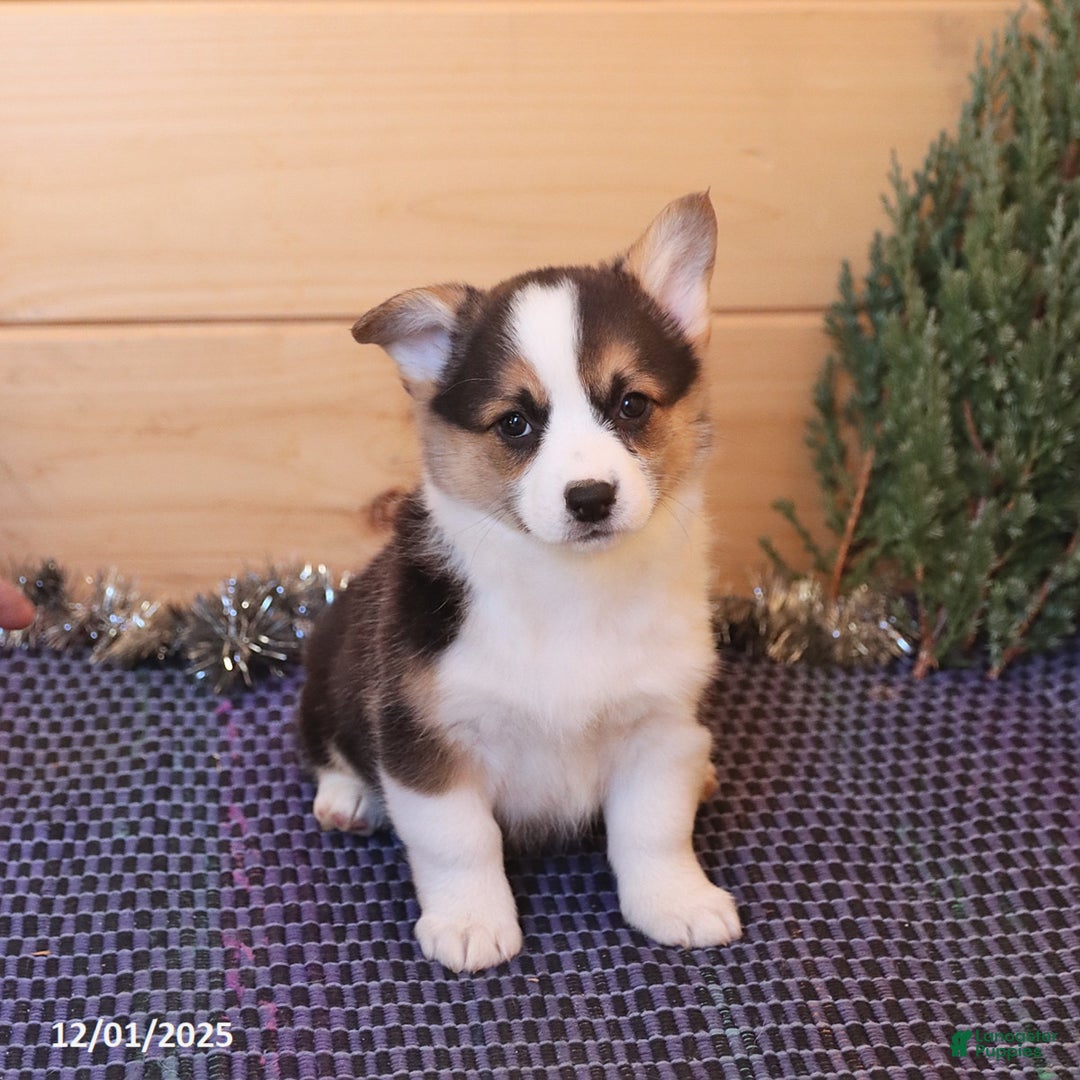 Welsh Corgi Pembroke dogs for sale: Handsome - Ad 5
