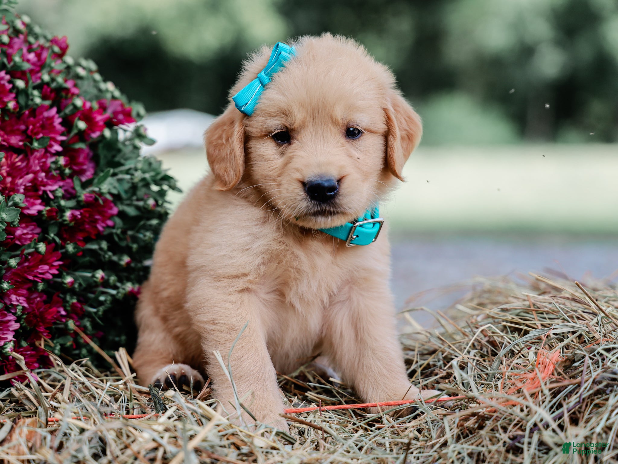 Golden Retriever dogs Ashton AKC Golden Retriever Pup - Ad 2