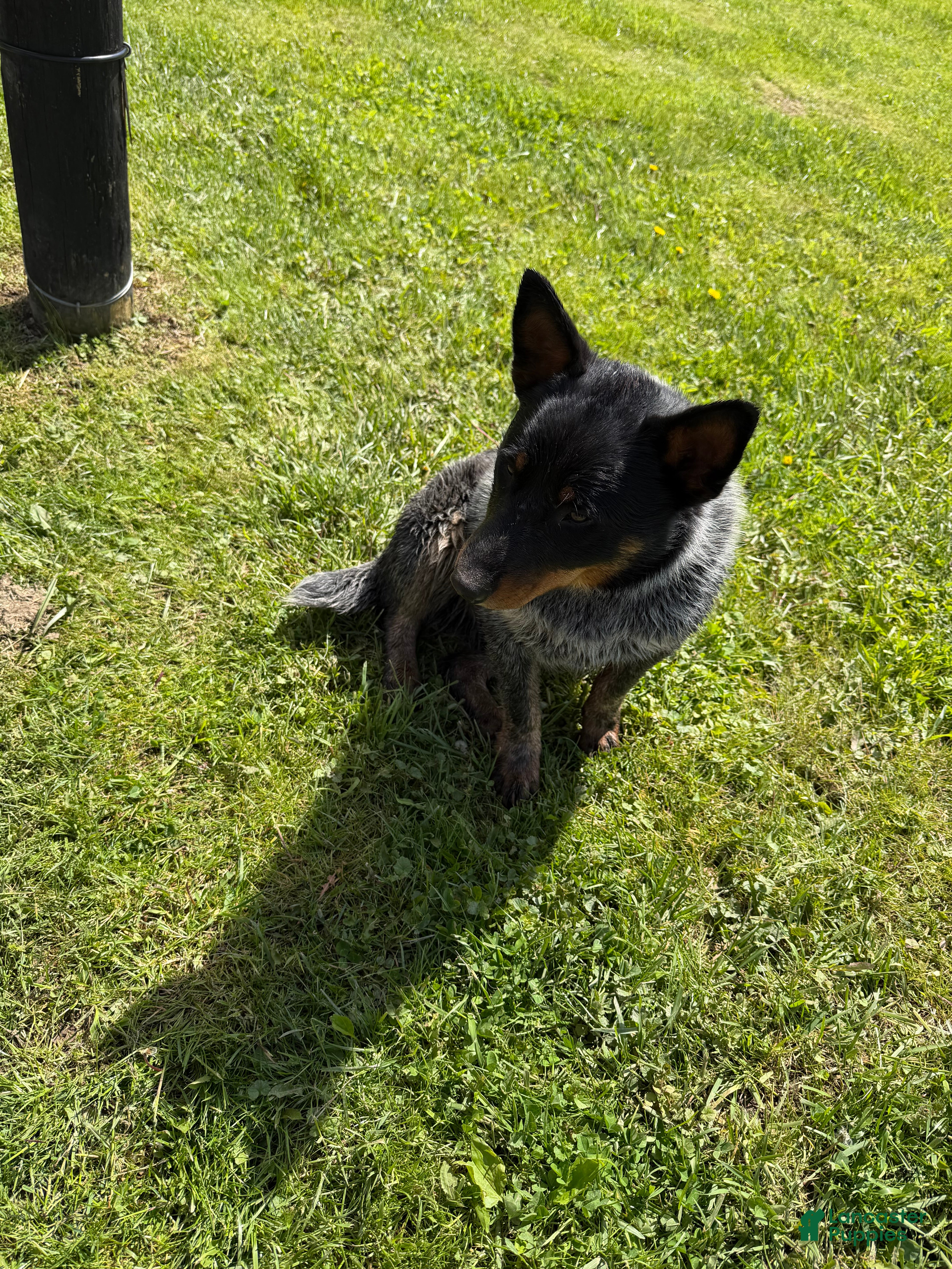 Australian Cattle Dog dogs Bodie - Ad 2