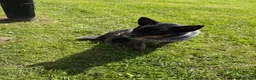 Australian Cattle Dog dogs for sale: Bodie - Ad 2