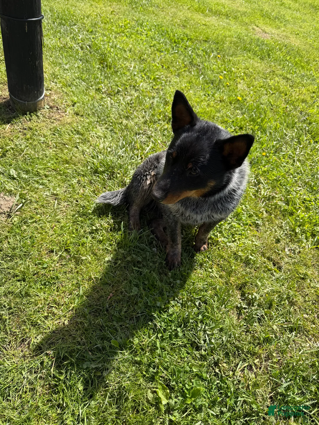 Australian Cattle Dog dogs for sale: Bodie - Ad 2