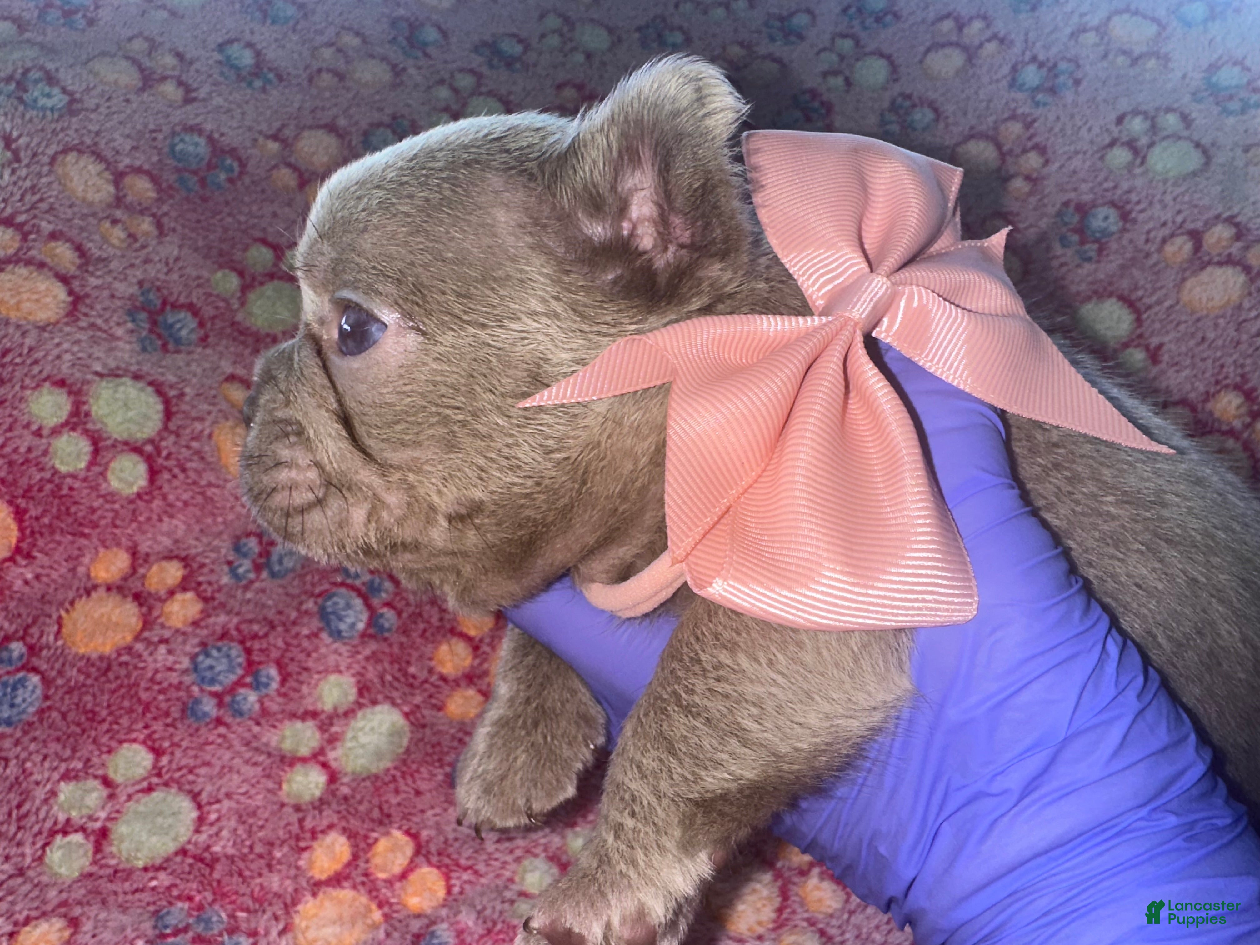 French Bulldog dogs French Bulldog 4 - Ad 1