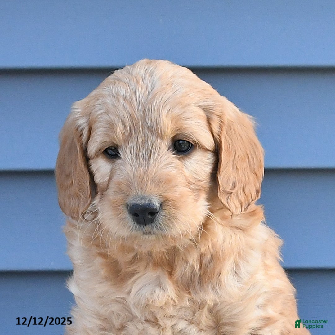 Goldendoodle dogs for sale: Betty   - Ad 4