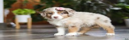 Miniature Australian Shepherd dogs for sale: Carmella - Ad 3