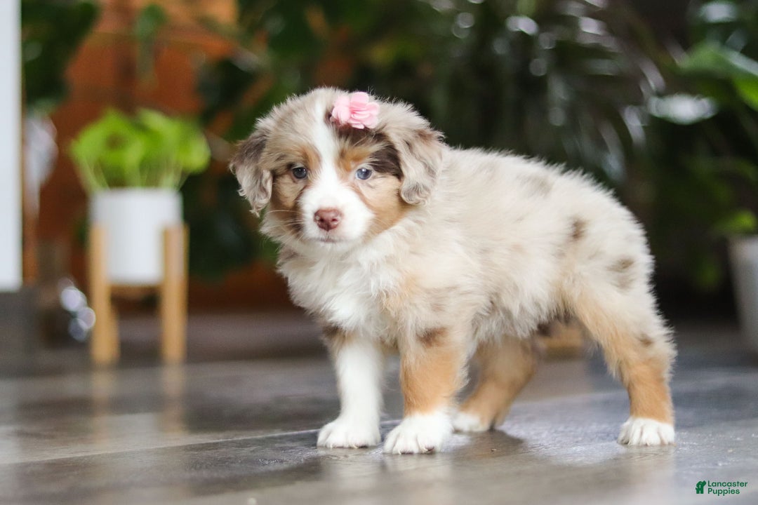 Miniature Australian Shepherd dogs for sale: Carmella - Ad 3
