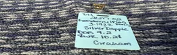 Miniature Dachshund dogs for sale: Miniature Dachshund 4 - Ad 6