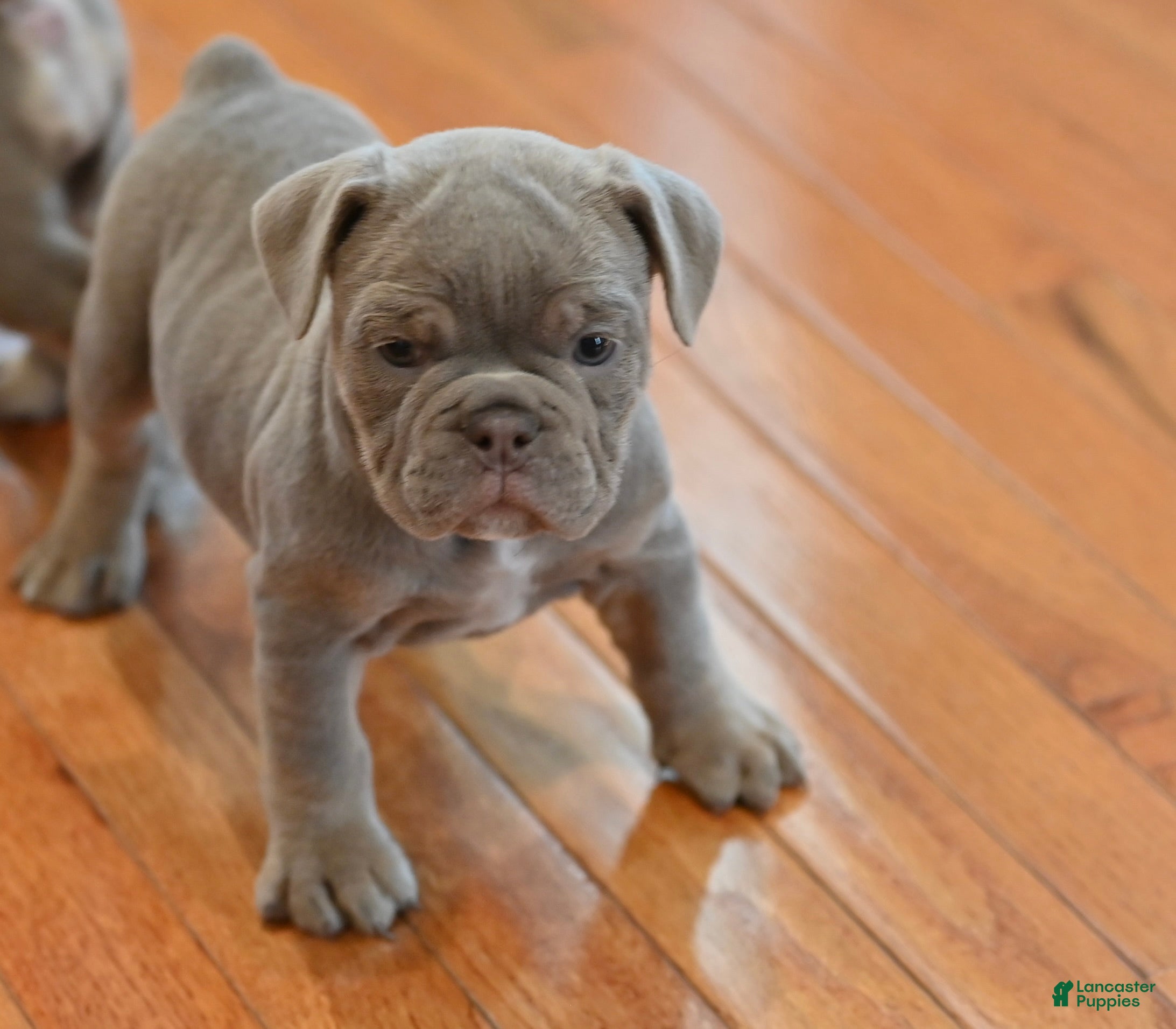 Mixed Breed dogs for sale: Mixed Breed 1 - Ad 2
