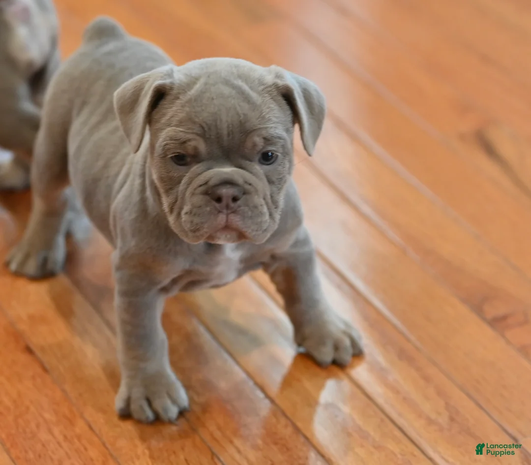 Mixed Breed dogs for sale: Mixed Breed 1 - Ad 2
