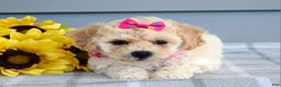 Bichpoo dogs for sale: Sophie  - Ad 6
