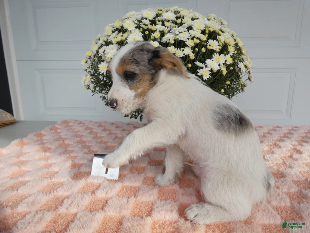 Mixed Breed dogs for sale: Mixed Breed 1 Max - Ad 2