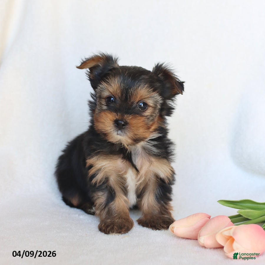 Yorkshire Terrier dogs Nellie - Ad 1