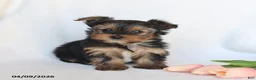 Yorkshire Terrier dogs for sale: Nellie - Ad 1