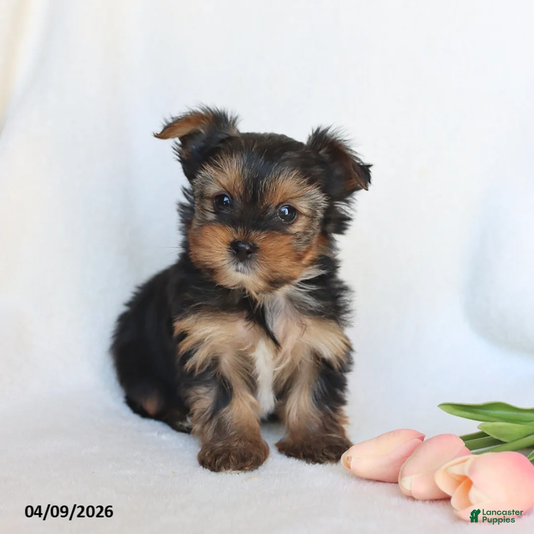 Yorkshire Terrier dogs for sale: Nellie - Ad 1