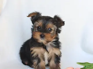 Yorkshire Terrier dogs for sale: Nellie - Ad 1