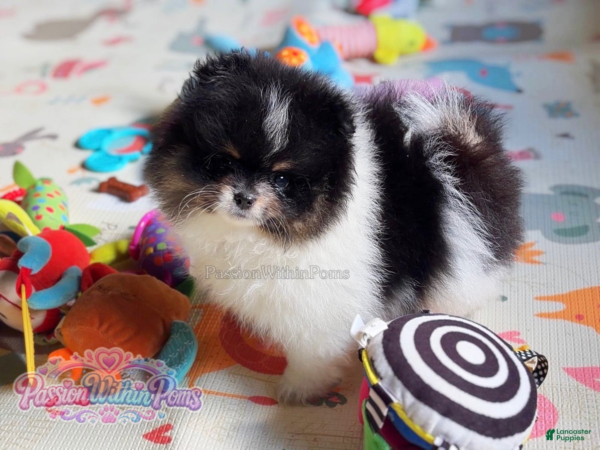 Pomeranian dogs Little Mars - Ad 9