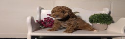 Miniature Poodle dogs for sale: Harper - Ad 8
