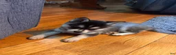 Alaskan Klee Kai dogs for sale: Adam - Ad 5