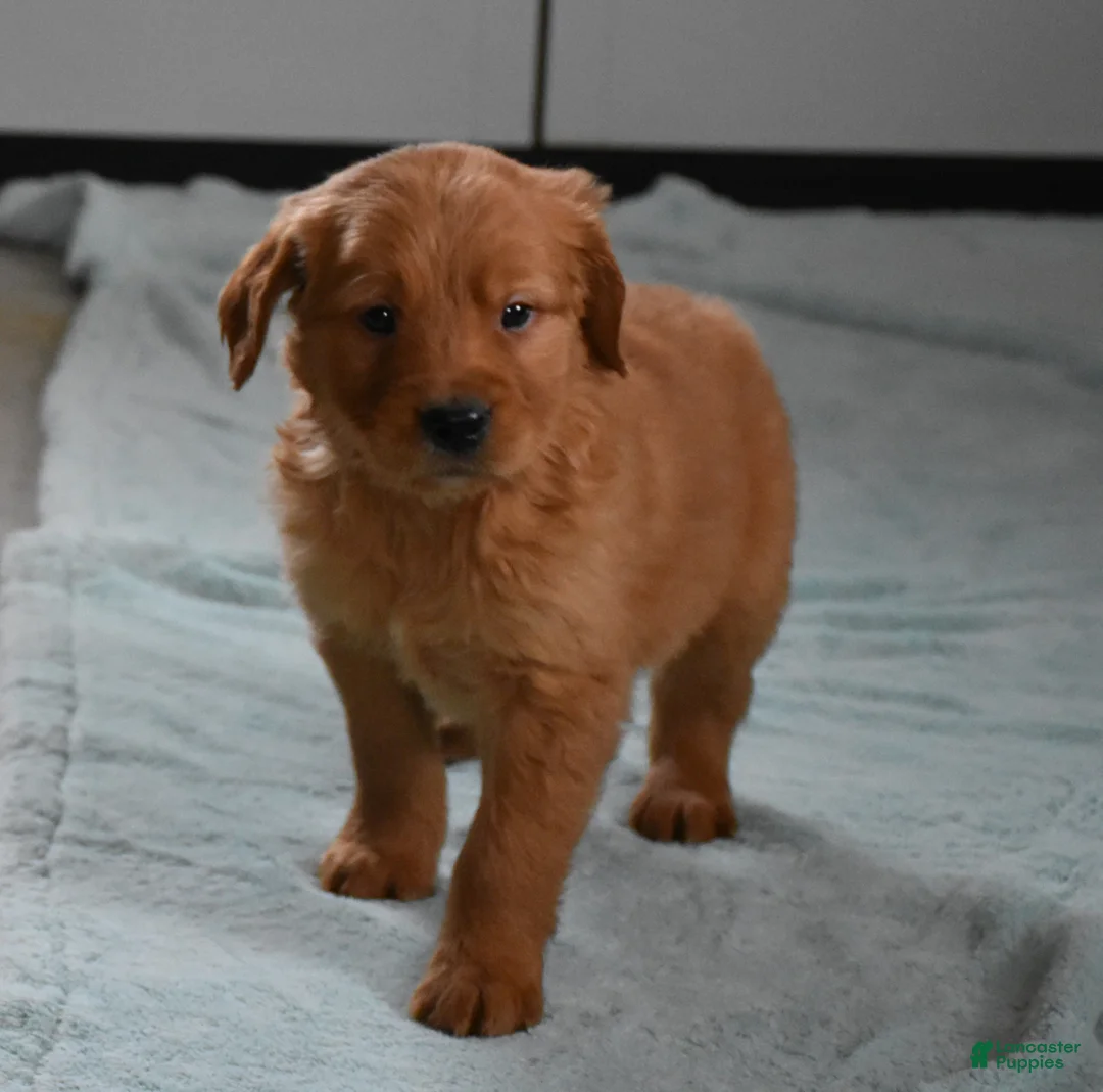 Golden Retriever dogs for sale: Dallas Genetic/OFA - Ad 19