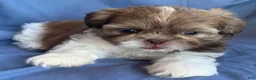 Shih Tzu dogs for sale: Molly - Ad 5