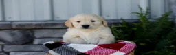 Golden Retriever dogs for sale: Bennett - Ad 8