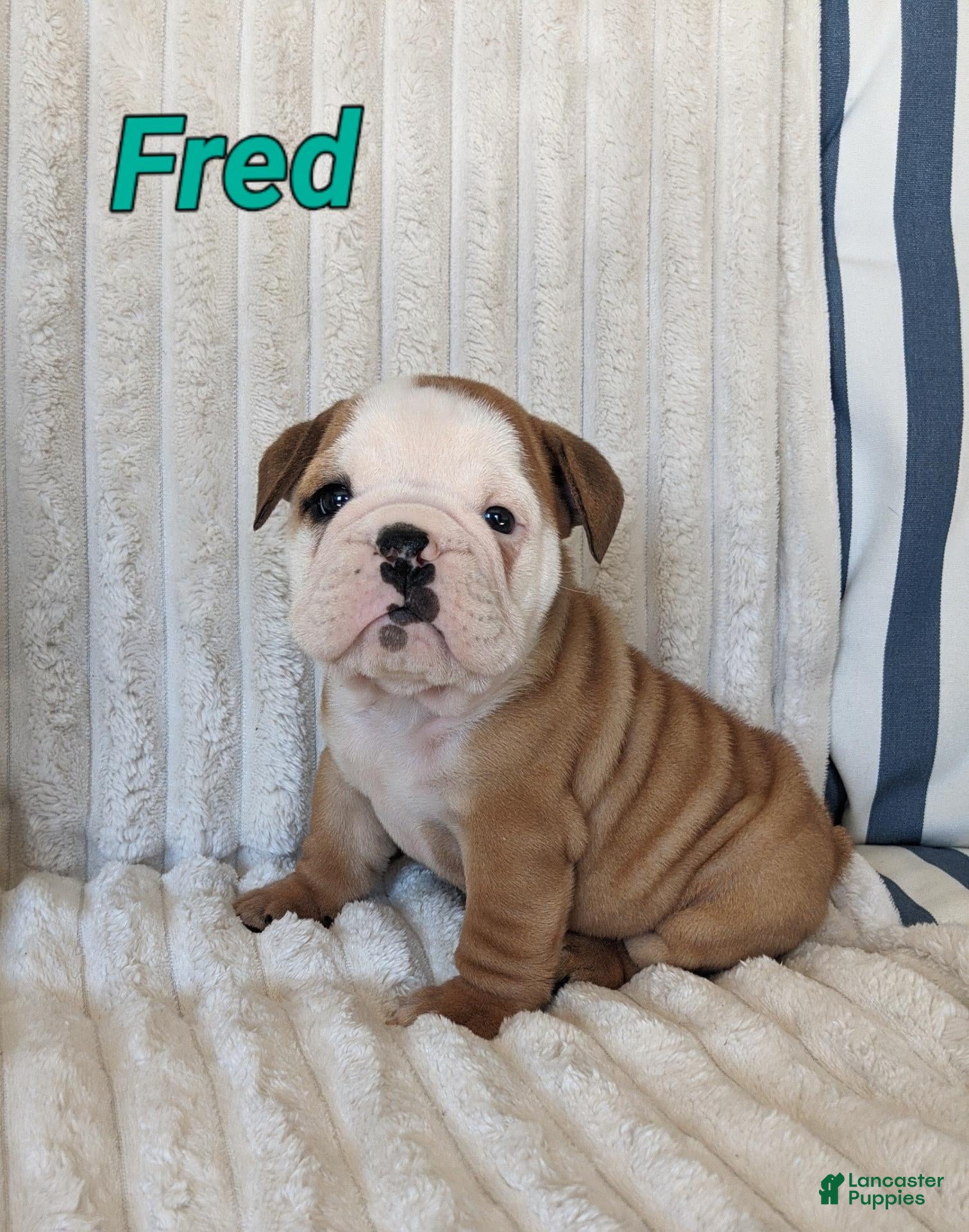 English Bulldog dogs for sale: AKC Fred  - Ad 1