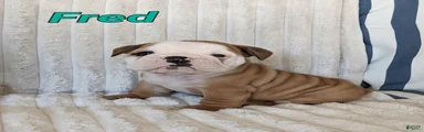 AKC Fred 