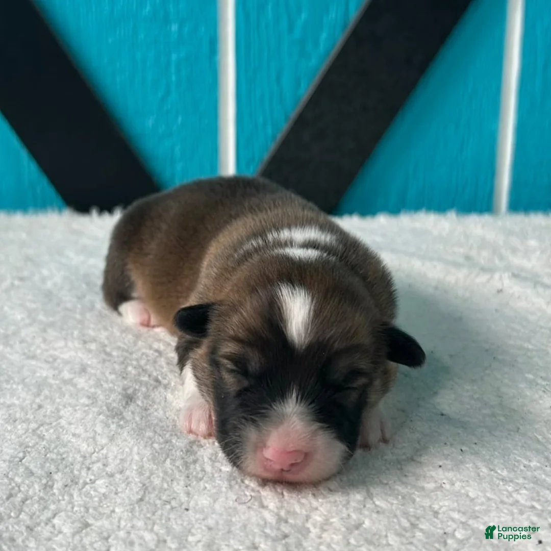 Welsh Corgi Pembroke dogs for sale: Roland Welsh Corgi Pembroke Puppy  - Ad 1