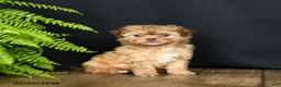 Mixed Breed dogs for sale: Foxy Loxy - Ad 3