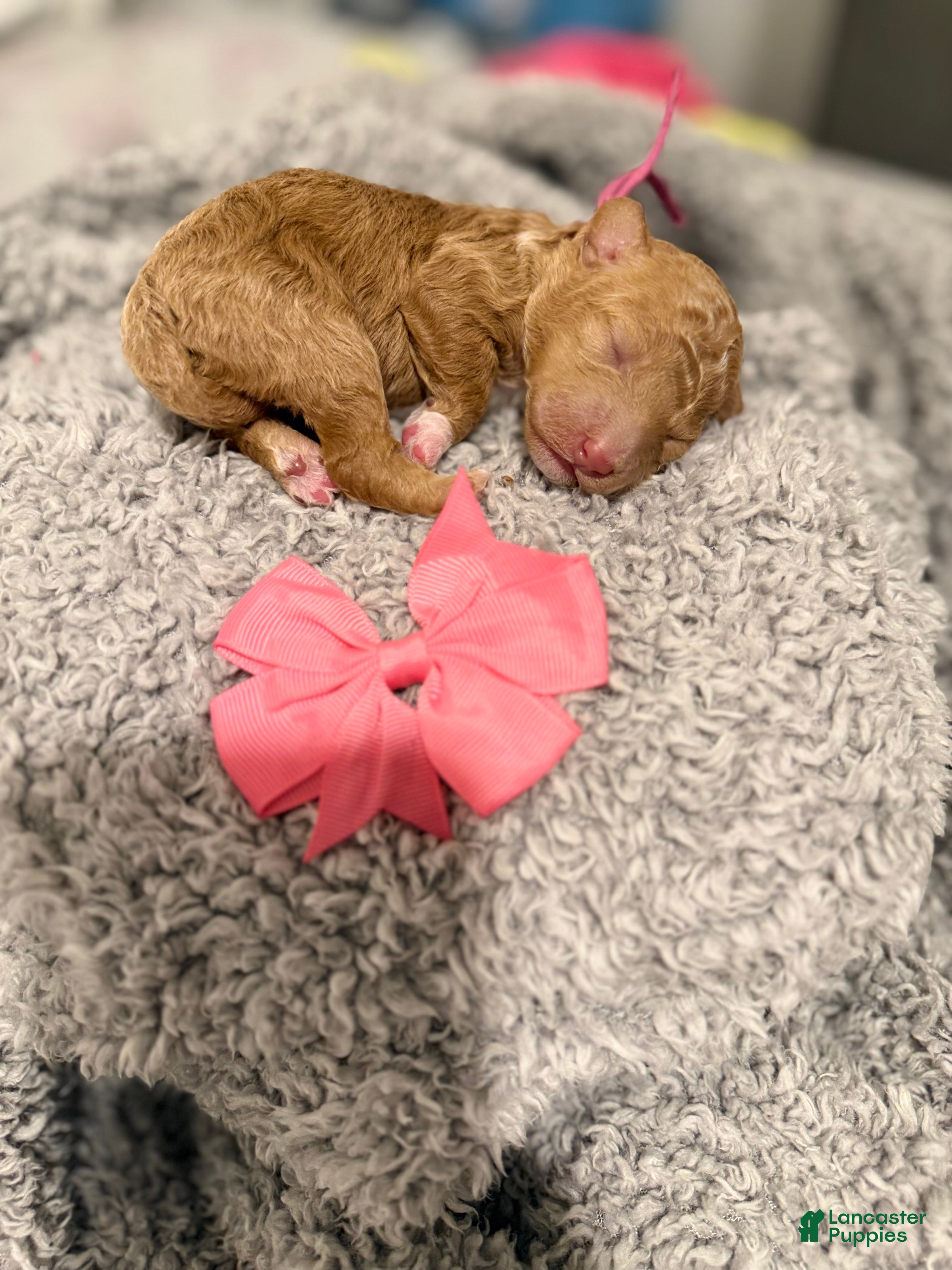 Miniature Poodle dogs Sunny - Ad 19