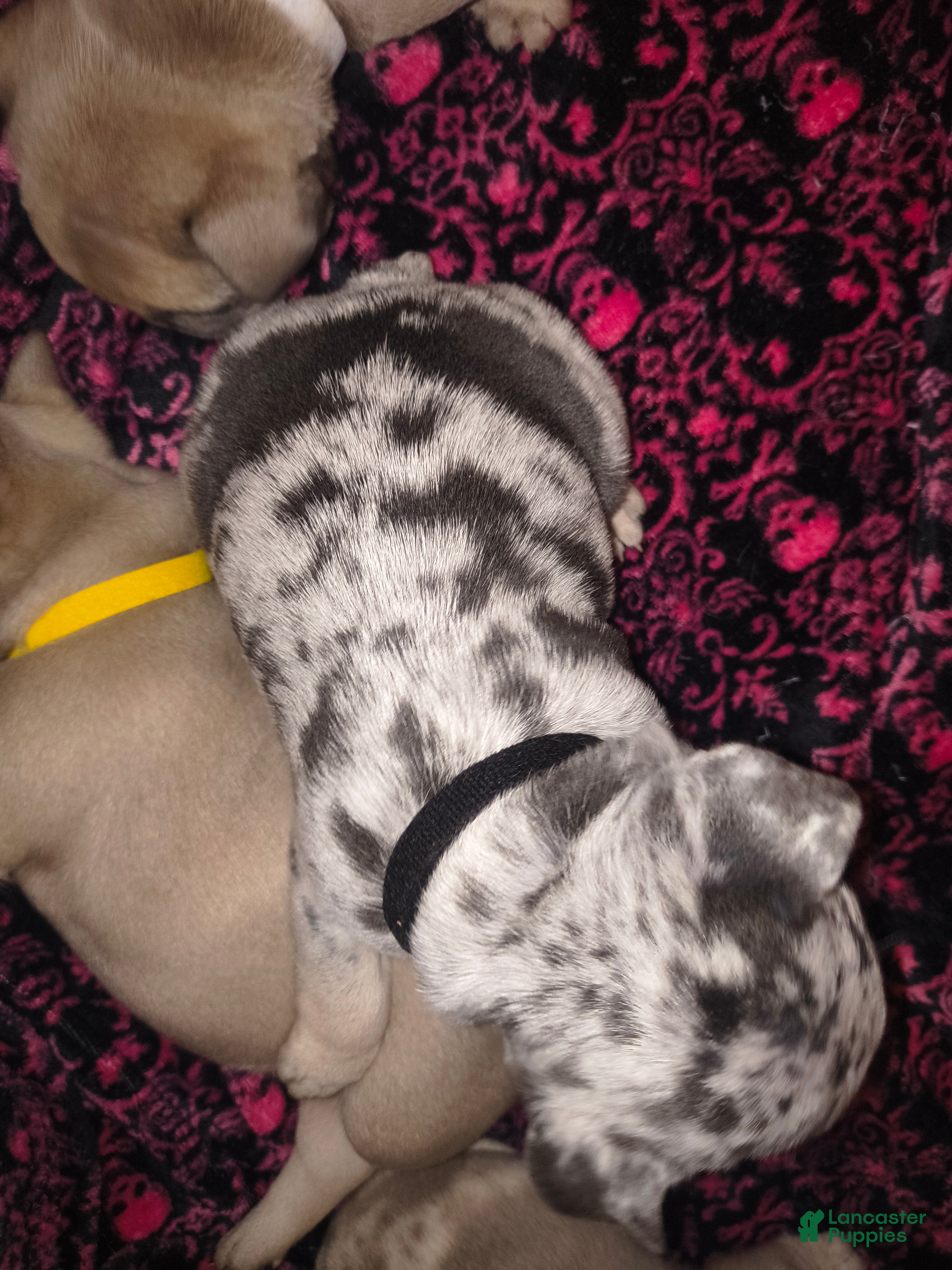 French Bulldog dogs Prince - Ad 2