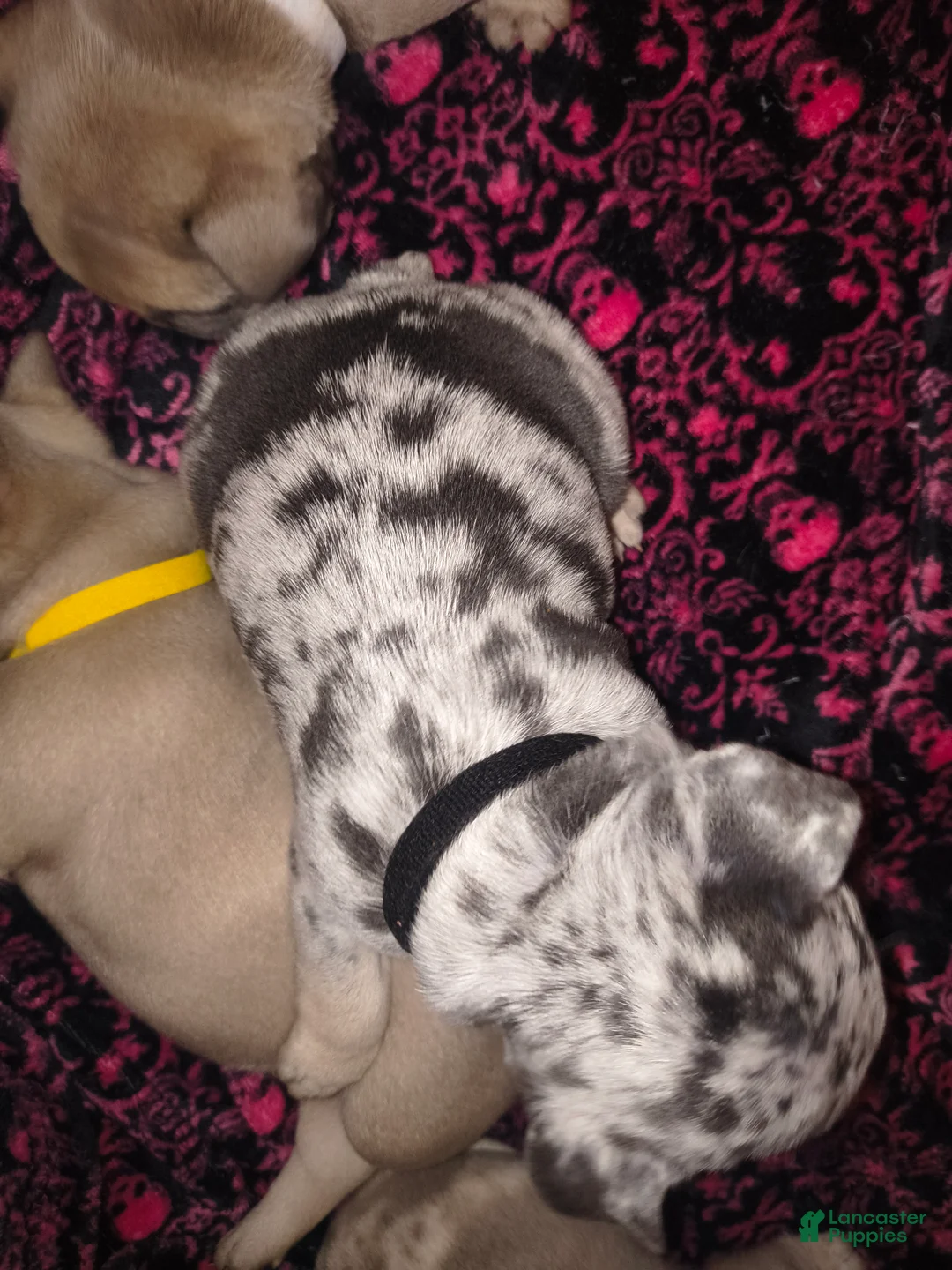 French Bulldog dogs for sale: Prince - Ad 2